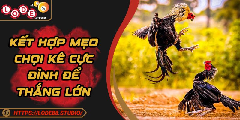 Kết hợp mẹo chọi kê cực đỉnh để thắng lớn