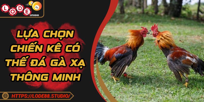 Lựa chọn chiến kê có thế đá gà xạ thông minh