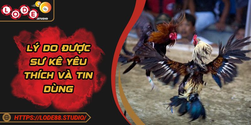 Lý do được sư kê yêu thích và tin dùng
