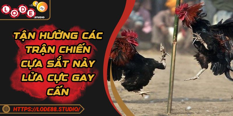 Tận hưởng các trận chiến cựa sắt nảy lửa cực gay cấn